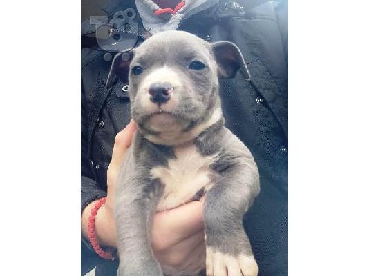 Κουτάβια American Staffordshire Terrier
